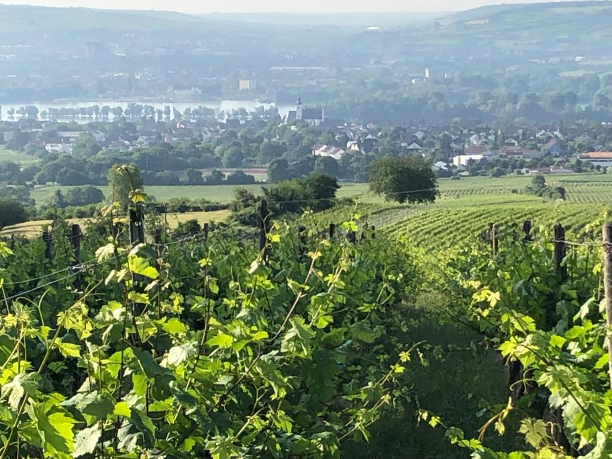 Rheingau Und Weltkulturerbe Mittelrheintal Erleben - Ferienappartement In Winkel Oestrich-Winkel Esterno foto